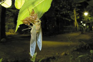 外濠公園で羽化したミンミンゼミ